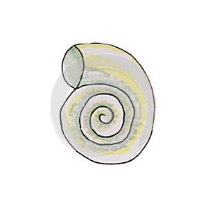 shells, mollusks live in the sea or ocean of different shapes, a spiral