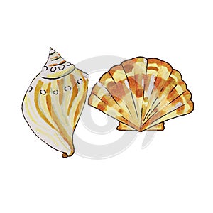 shells, mollusks live in the sea or ocean of different shapes, a spiral