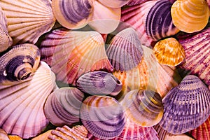 Shells Mosaic