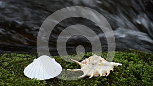 Shells on a moss