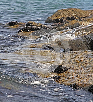 Shells and mussels on the rocks by the sea