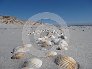 Shells in the Nature reserve Blavand / Ho , Denmark photo