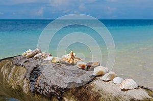 Shells on a palm tree, perfect holiday background