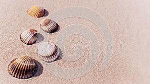 Shells pattern. Seashells, starfishes on sand ocean beach background. Exotic beach with copy space