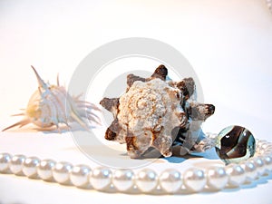 Shells and pearl