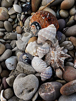 Shells and pebbles