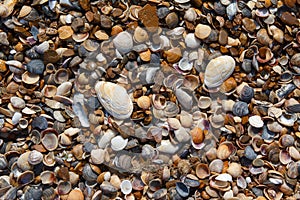 Shells and pebbles on the seashore