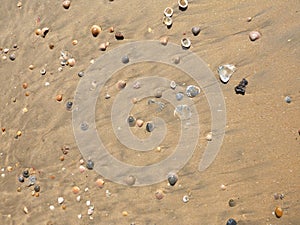 Shells and pebbles on the seashore