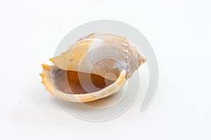 Shells of Phalium glaucum