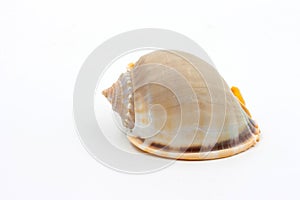 Shells of Phalium glaucum