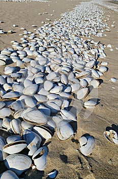 Shells on Revere Beach, MA