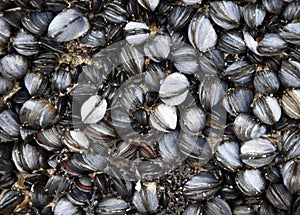 Shells on a rock