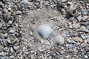 Shells and rockes background,texture  background