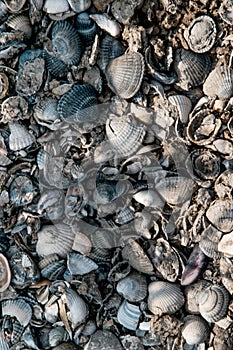 Shells and rockes background,texture  background