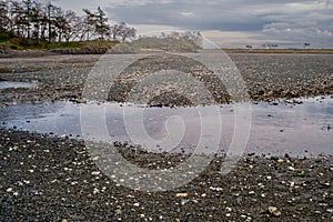 Shells and rocks lie exposed in a saltwater lagoon during low tide on Vancouver Island, Canada.