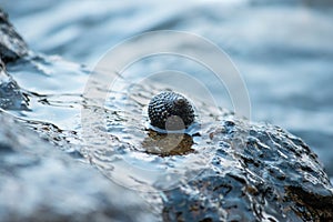 Shells on the rocks in the sea