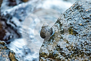 Shells on the rocks in the sea