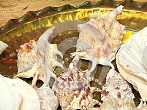Shells for sale in a flea market
