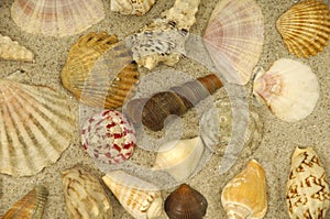 Shells in the sand