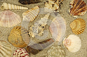 Shells in the sand