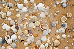 Shells in the sand