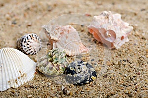Shells on the sand