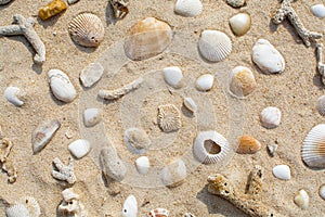 Shells on the sand beach