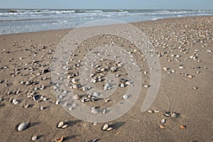 Shells and sand on the North Sea