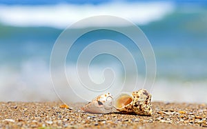 Shells in sand on the sea side