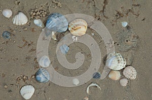 Shells on the sand of the Senegal River.