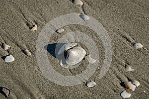 Shells on the sand of a sunny beach.