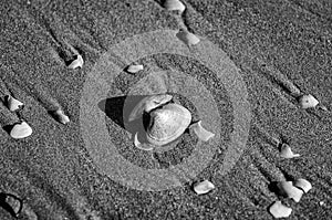 Shells on the sand of a sunny beach. Presented in black and white