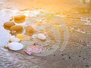 Shells on the sand On a sunny day.