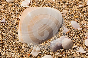 Shells in sand
