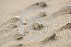 Shells on the sand after the tide, background