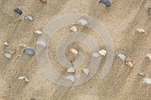 Shells on the sand after the tide, background, texture