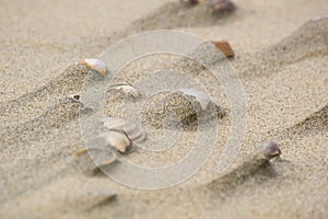 Shells on the sand after the tide, background, texture