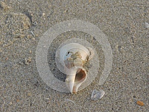 Shells on the sand.