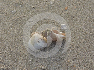 Shells on the sand.