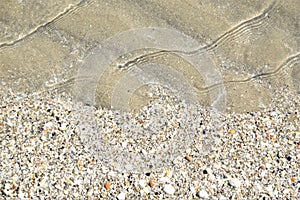 Shells, sand and water in Punta Sabbioni Venice