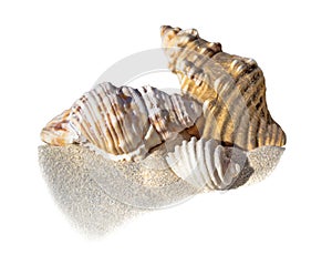 Shells on sand and white background