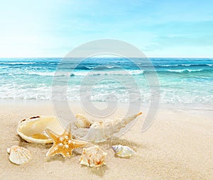 Shells on sandy beach.