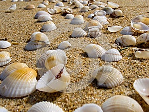 Shells on a sandy beach in near Hoi An, Vietnam