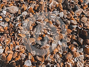 The shells are scattered all over the ground