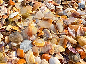 The shells are scattered all over the ground