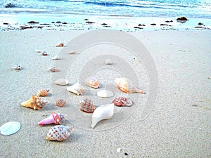 Shells And Sea