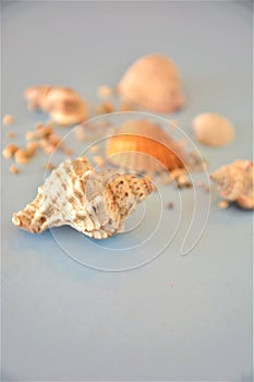 Shells sea beach sand fish travel holiday