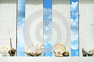 Shells at sea on the fence on beach