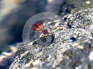 Shells and sea life in Japanese tidal pool