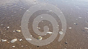 Shells on sea sand washed by sea waves.